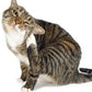 Probio-Cat 45g